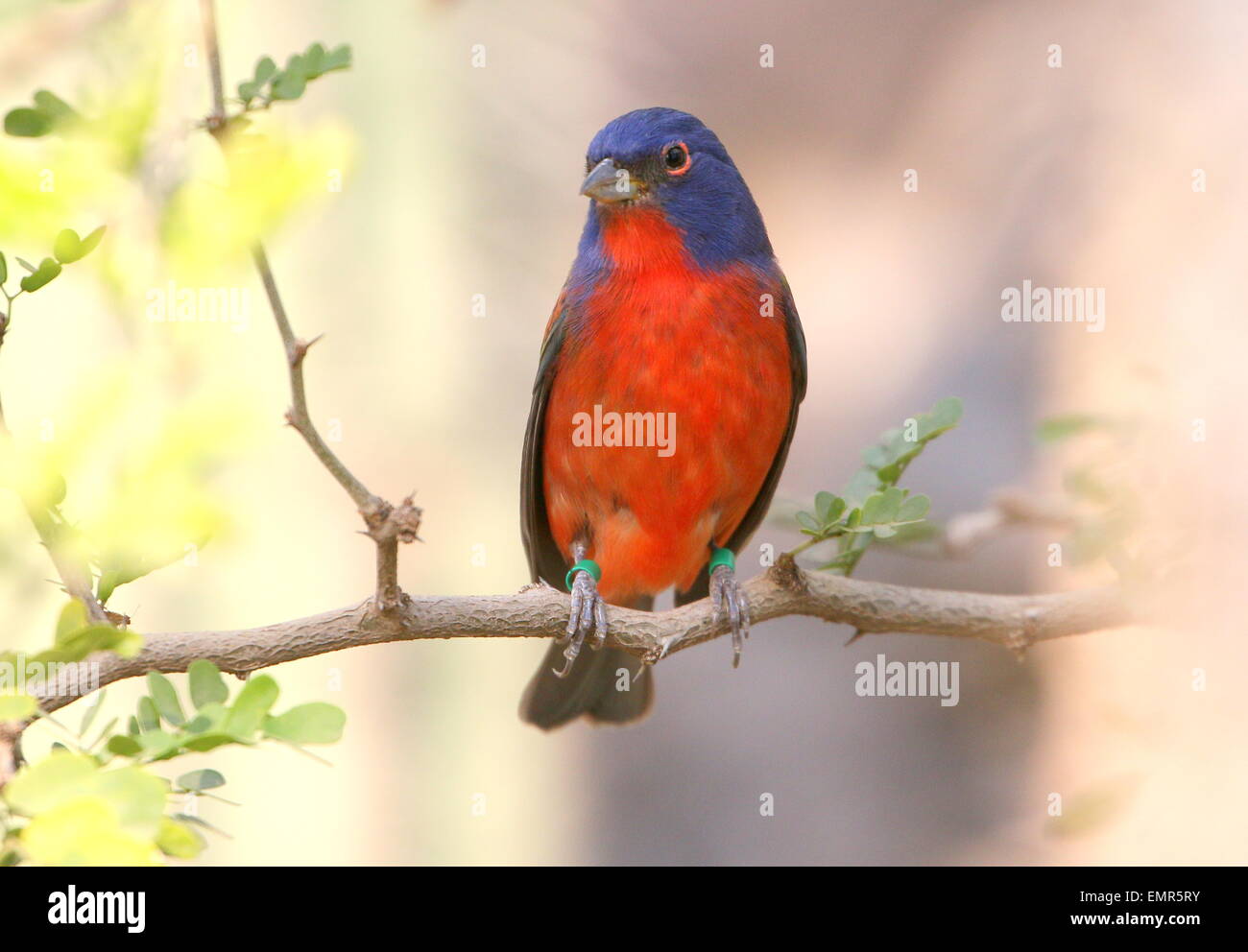 Close-up of a male  Painted bunting (Passerina ciris), native to the deserts of Mexico and the Southern USA Stock Photo