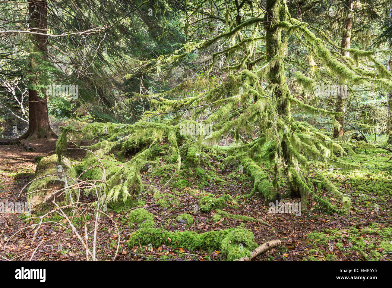 Tree branches scotland trees hi-res stock photography and images - Alamy