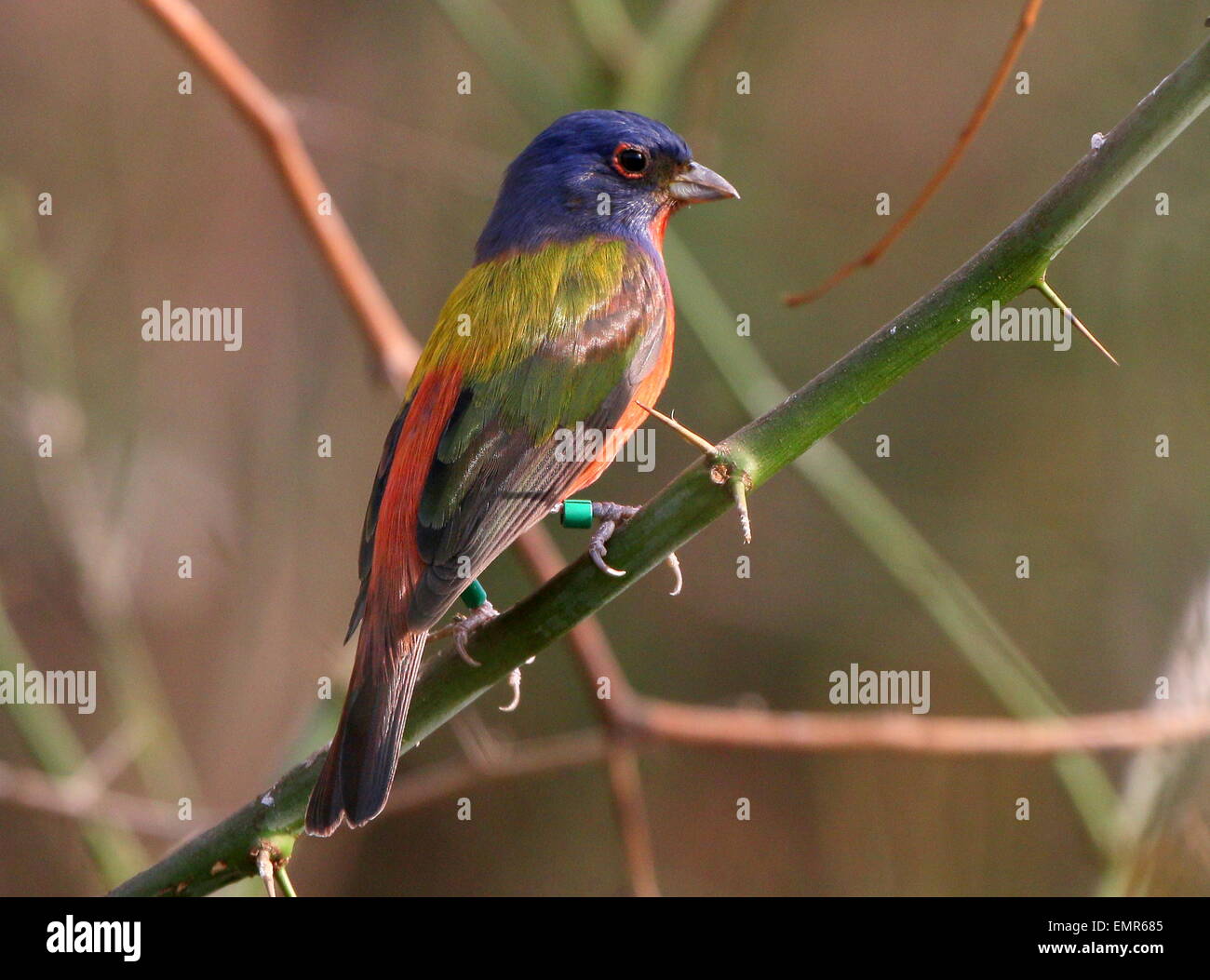Close-up of a male  Painted bunting (Passerina ciris), native to the deserts of Mexico and the Southern USA (captive bird) Stock Photo