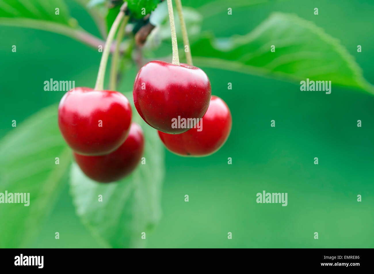 cherry - natural product - fruits Stock Photo