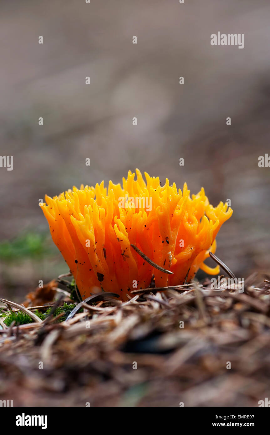 mushroom - club fungus - yellow coral fungus Stock Photo
