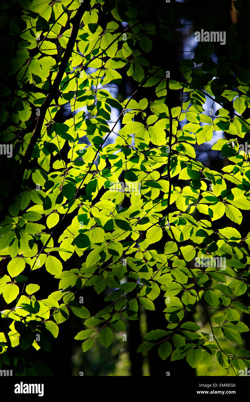 green leaves on the back light Stock Photo