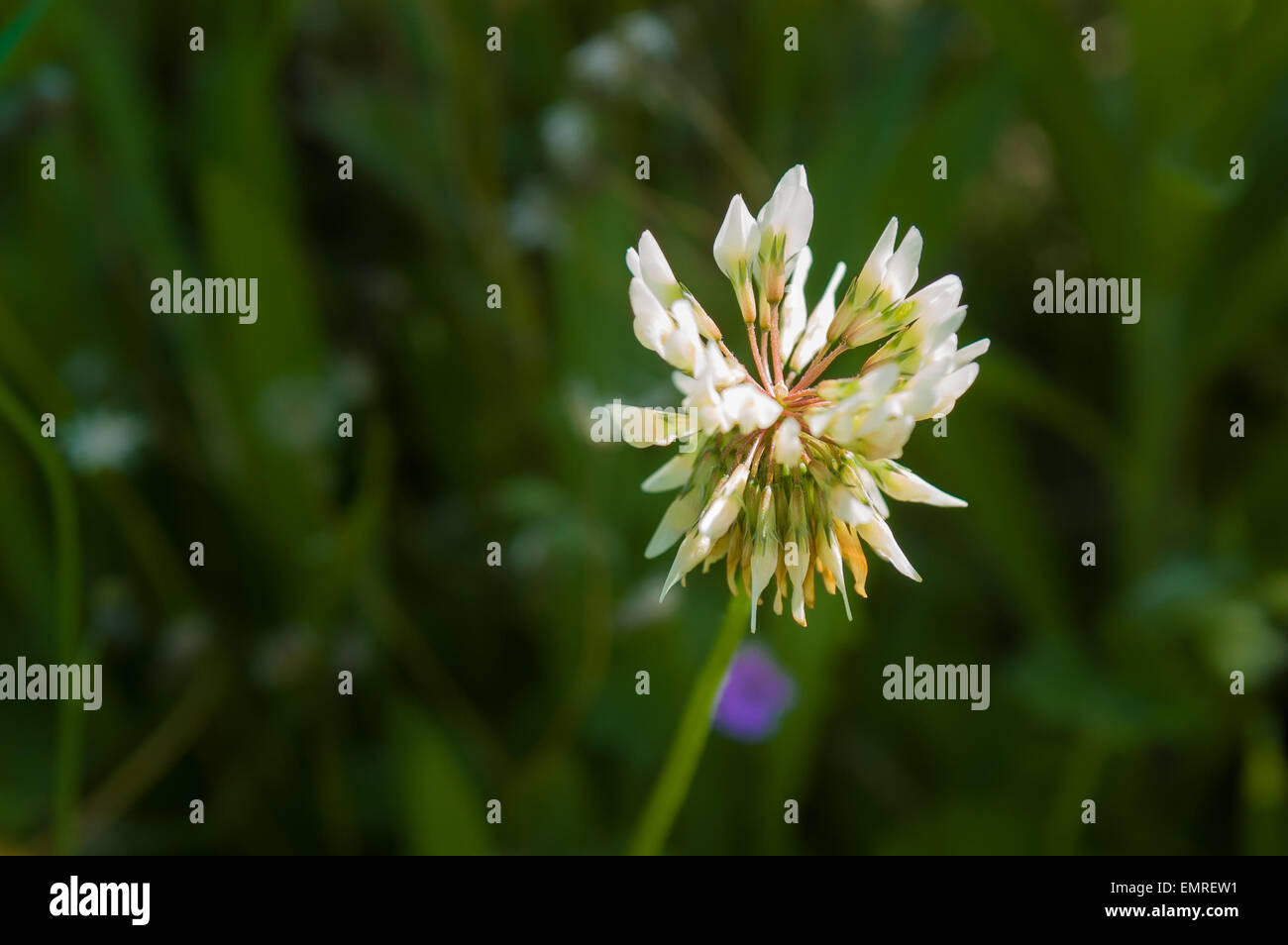 A nice white clover flower on a green grass background Stock Photo