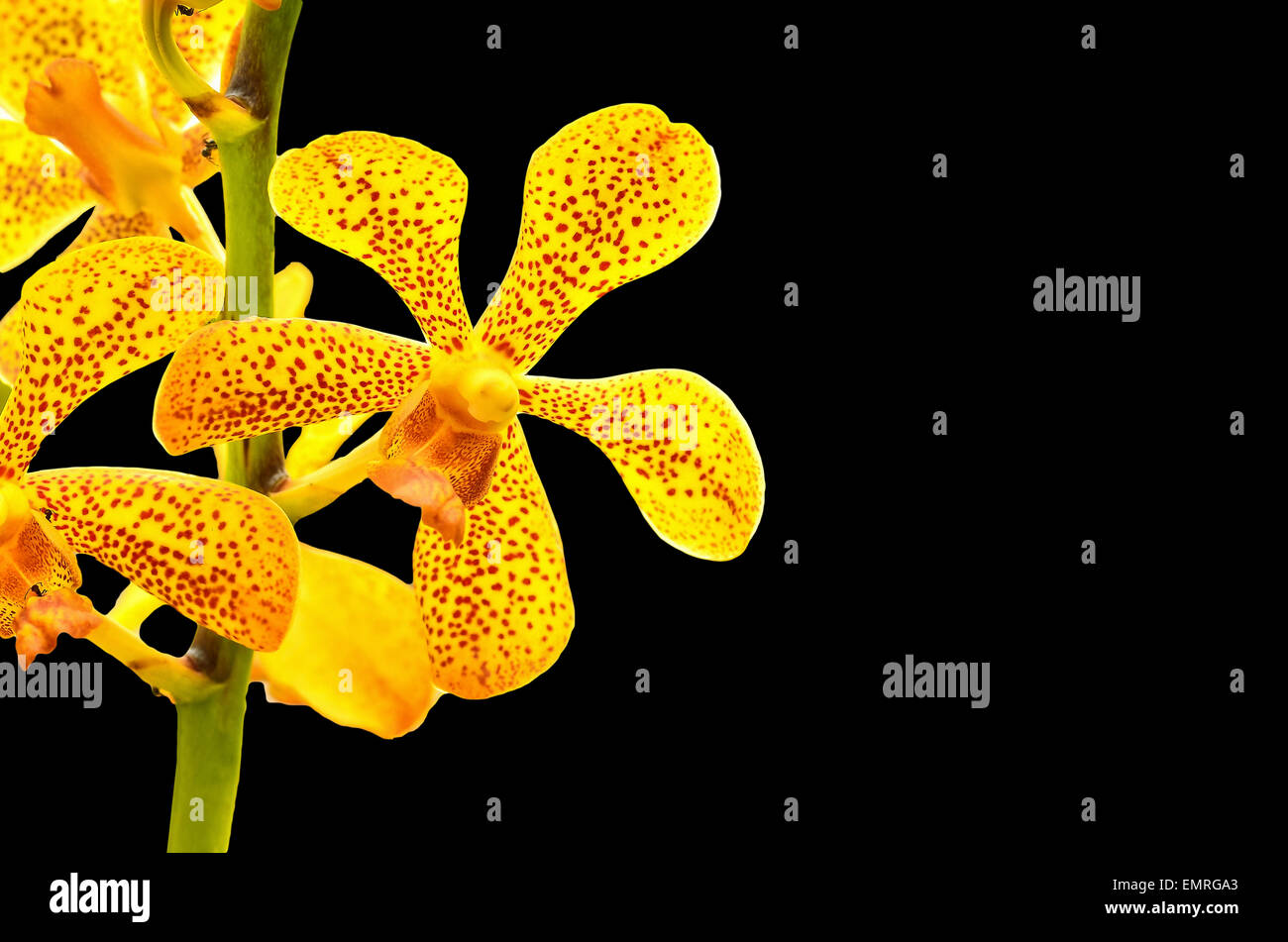 Vanda Orchid on black background Stock Photo