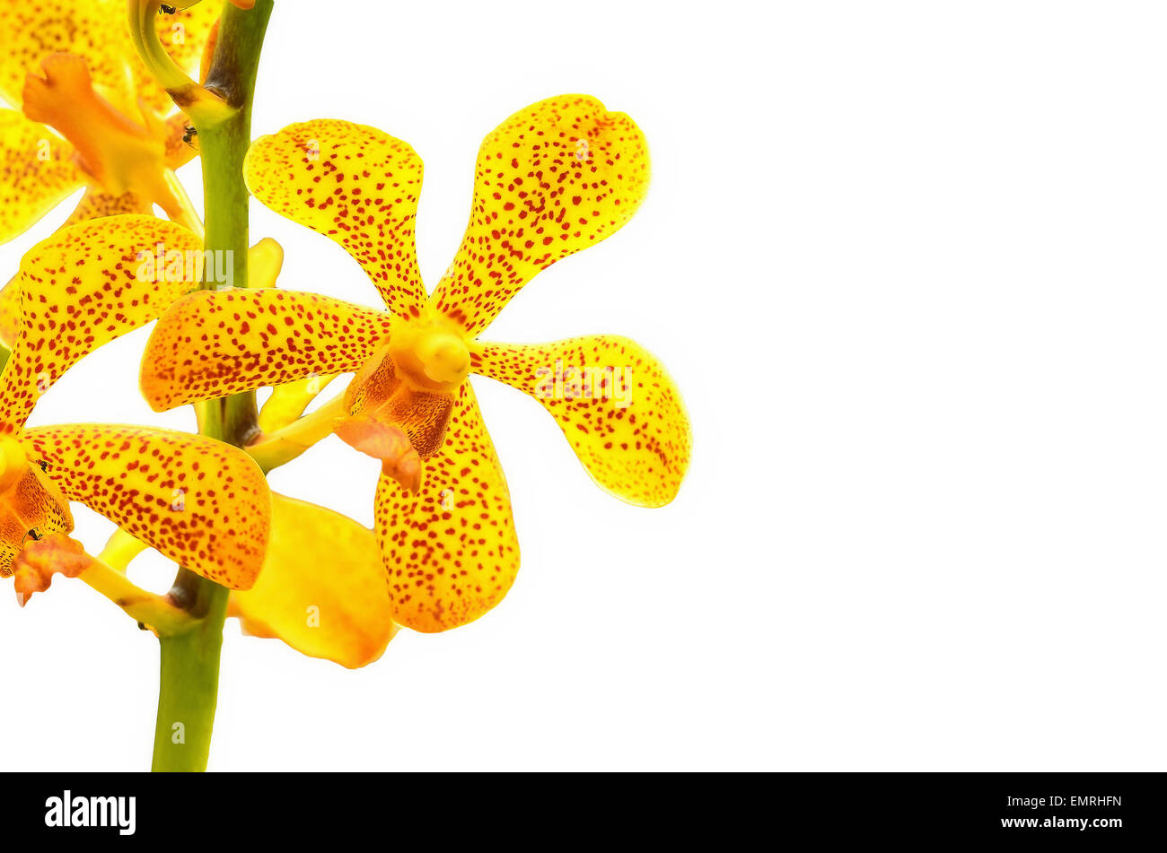 Vanda Orchid on white background Stock Photo