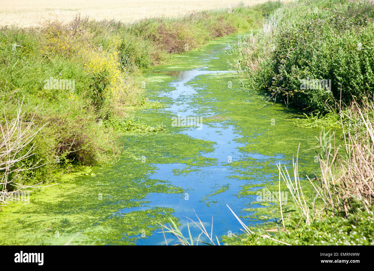 Drainage ditch with green pond weed algae caused by eutrophication, Hollesley marshes, Suffolk, England, UK Stock Photo