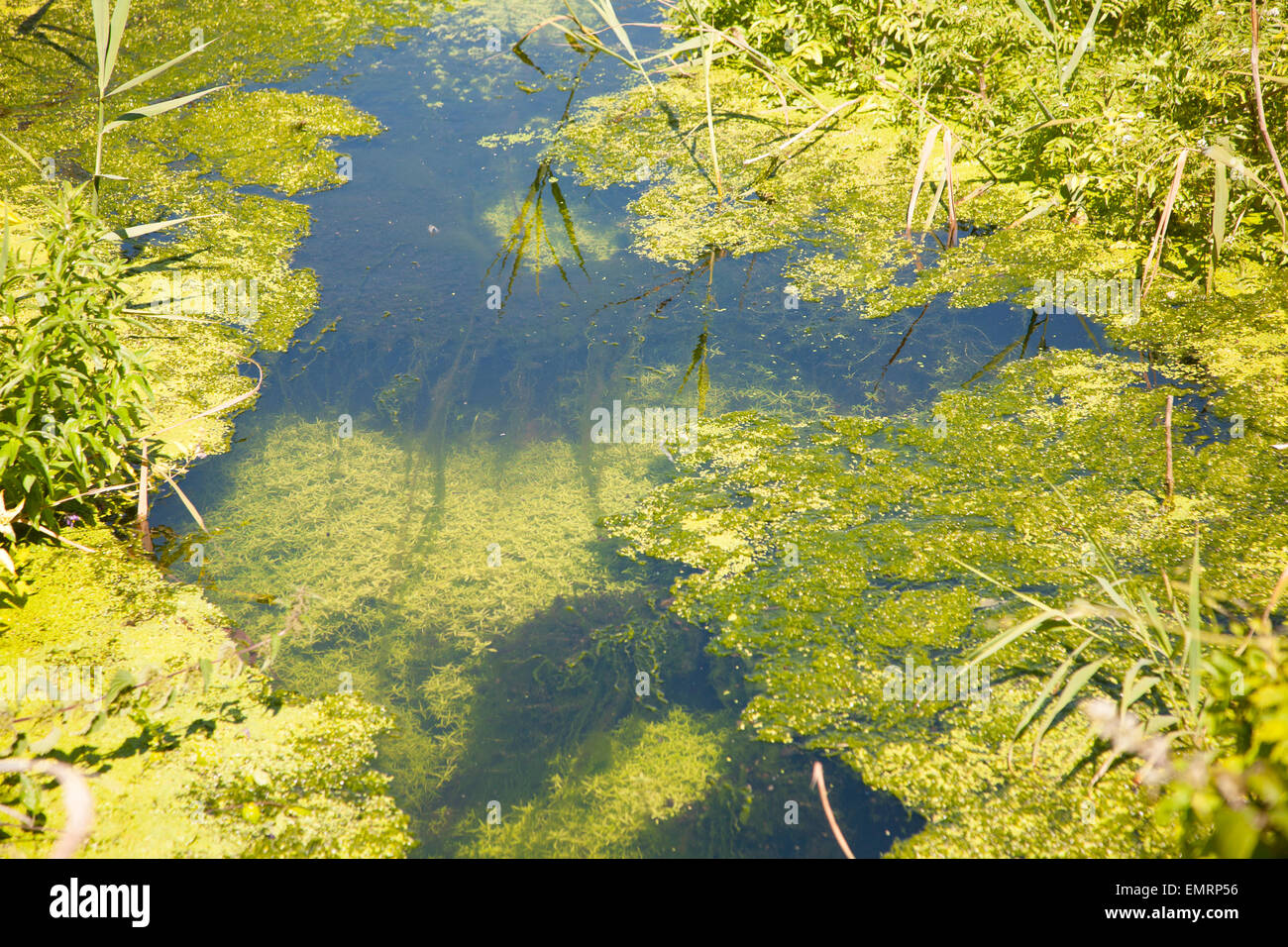 Drainage ditch with green pond weed algae caused by eutrophication