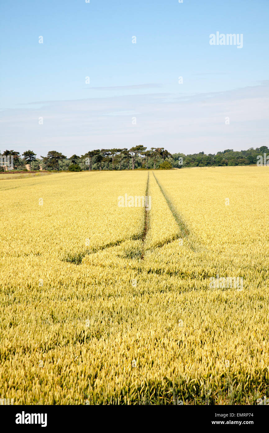Two straight lines created by vehicles running across arable field with cereal crop, Hollesley, Suffolk, England Stock Photo