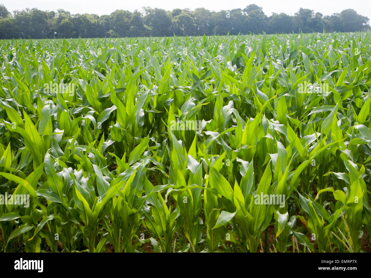 Maize Crop High Resolution Stock Photography And Images Alamy