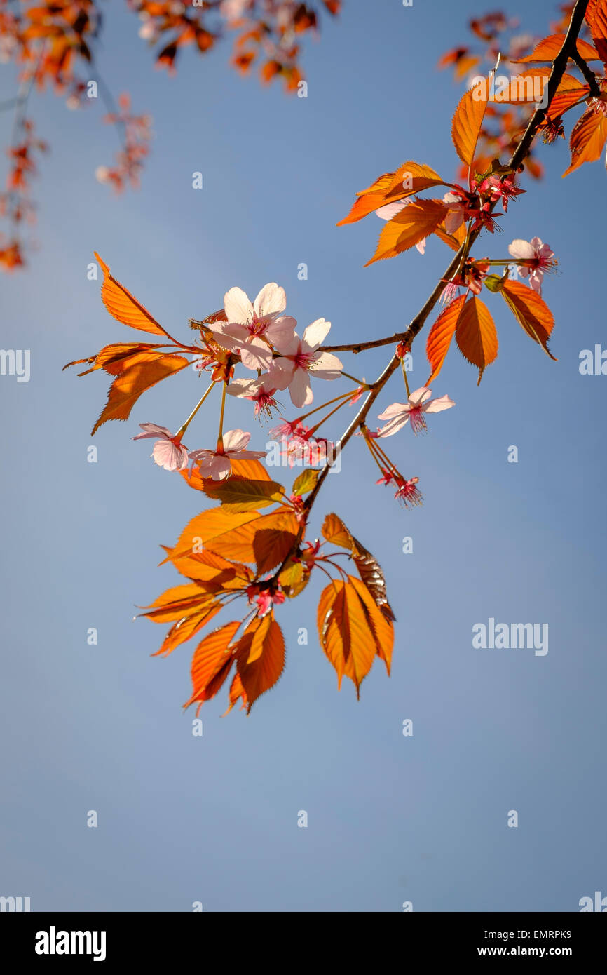 Flowering branch of a Cherry Blossom (Prunus serrulata) tree in Spring. Stock Photo