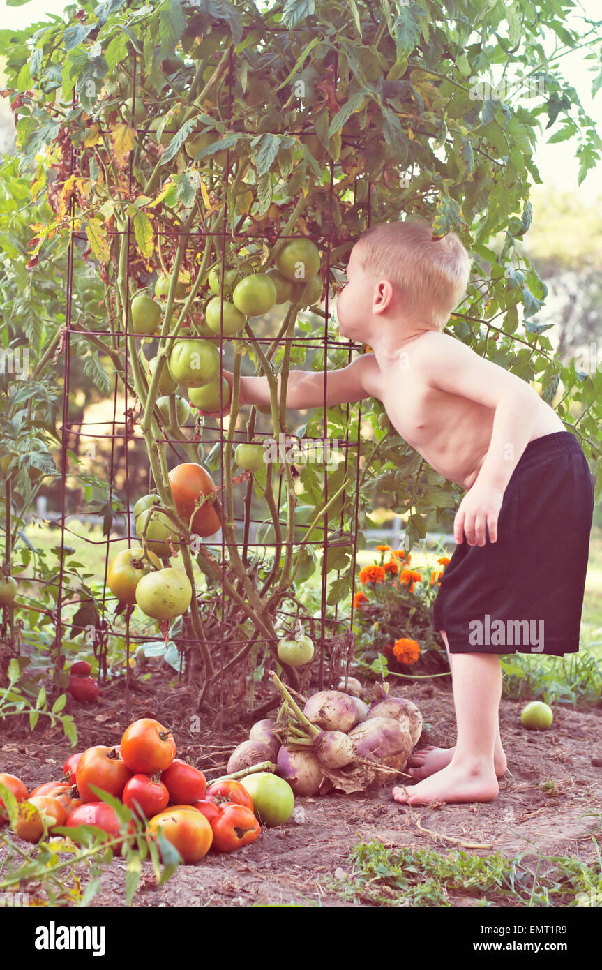 child picking tomatoes out of vegetable garden Stock Photo
