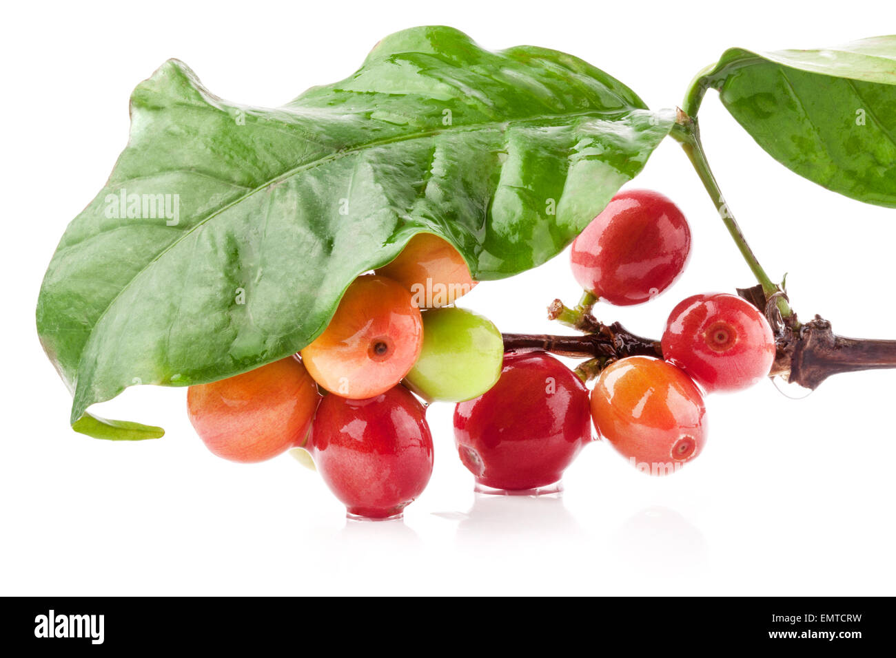 Red coffee beans on branch of coffee tree, ripe and unripe berries ...