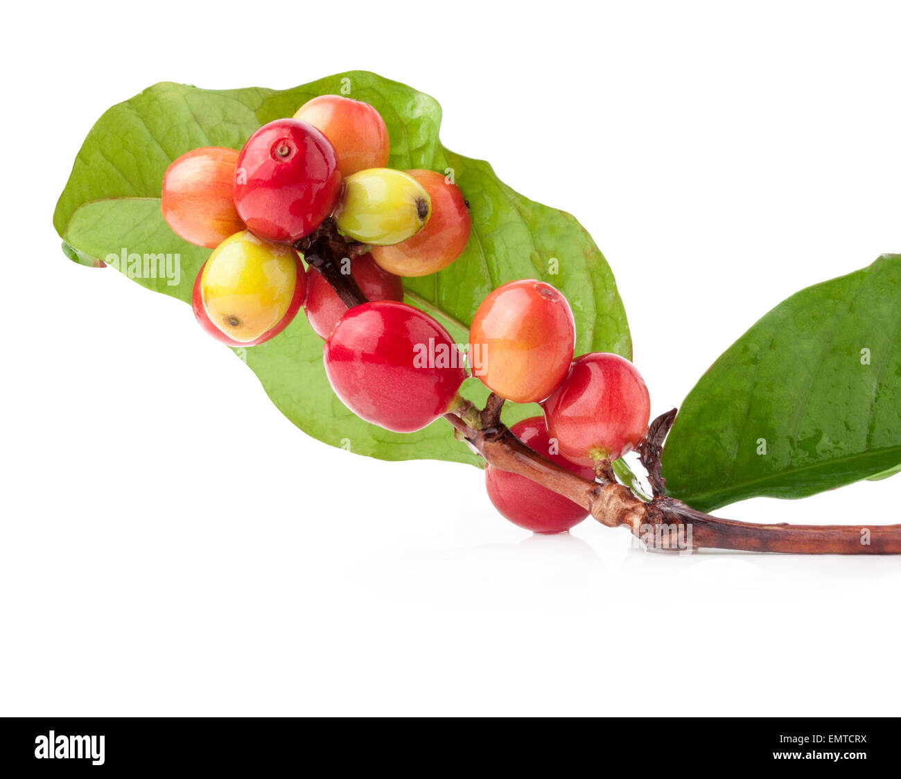 Red coffee beans on branch of coffee tree, ripe and unripe berries ...