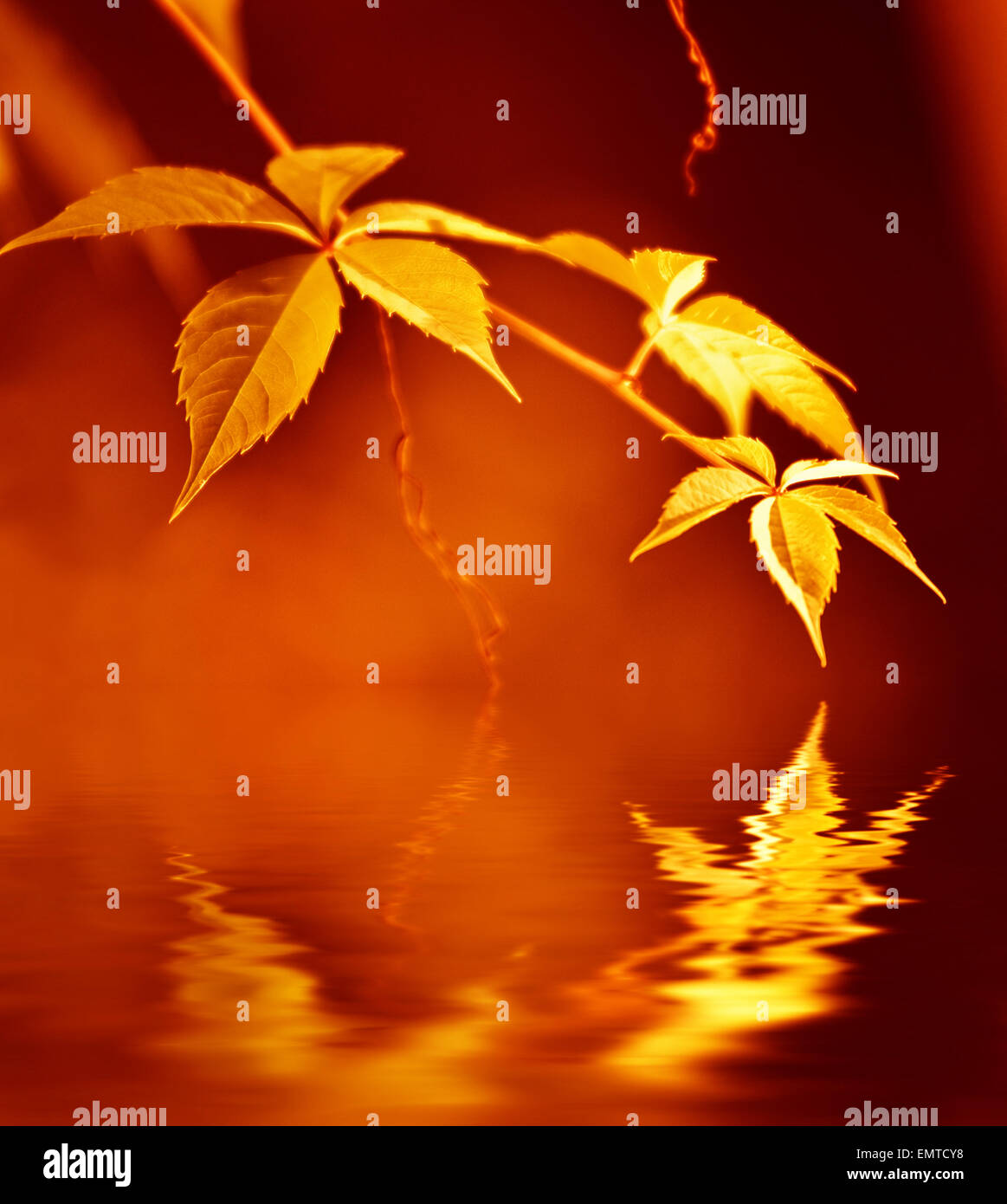 Golden leaves reflected in rendered water Stock Photo Alamy