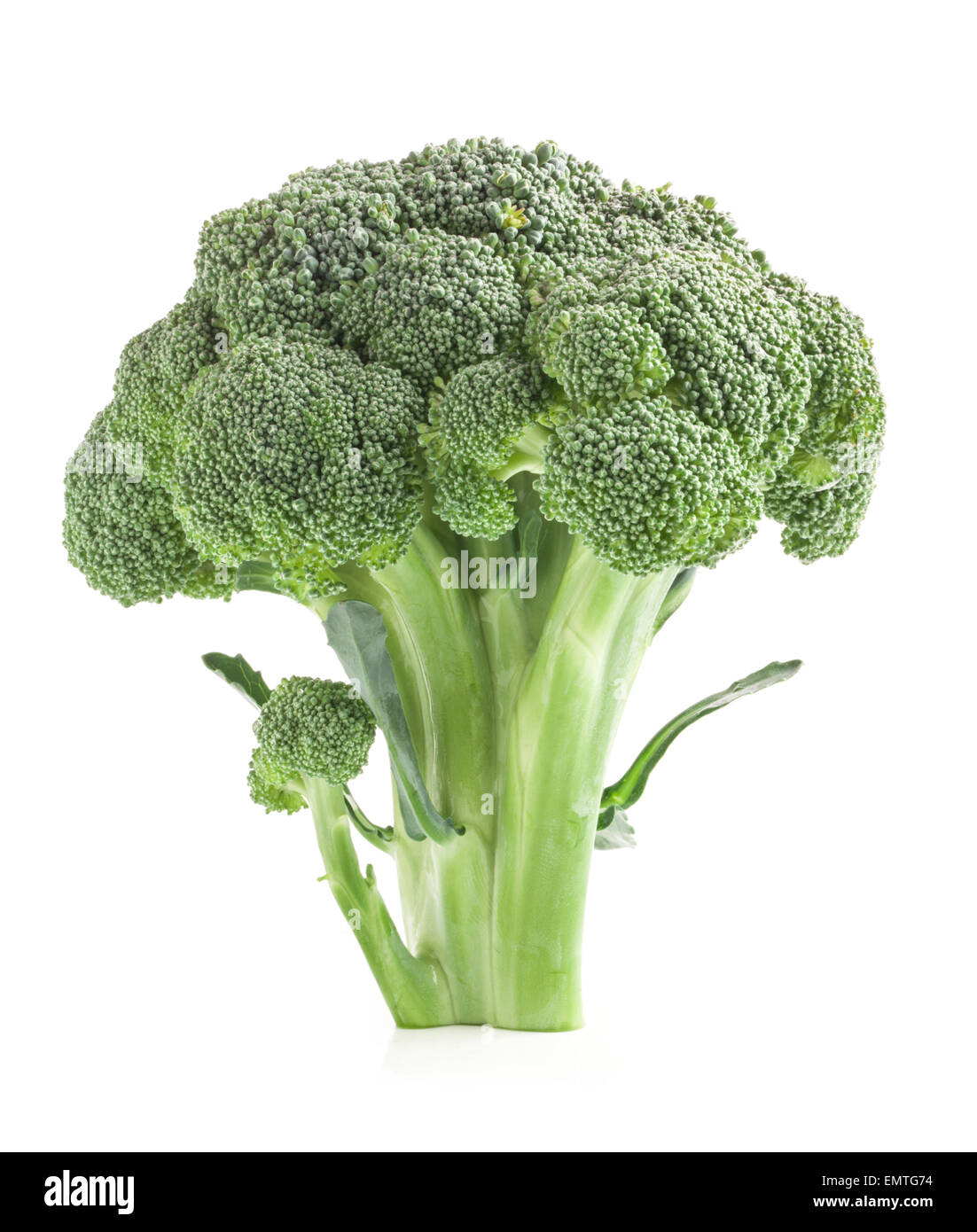 Broccoli isolated on white background Stock Photo