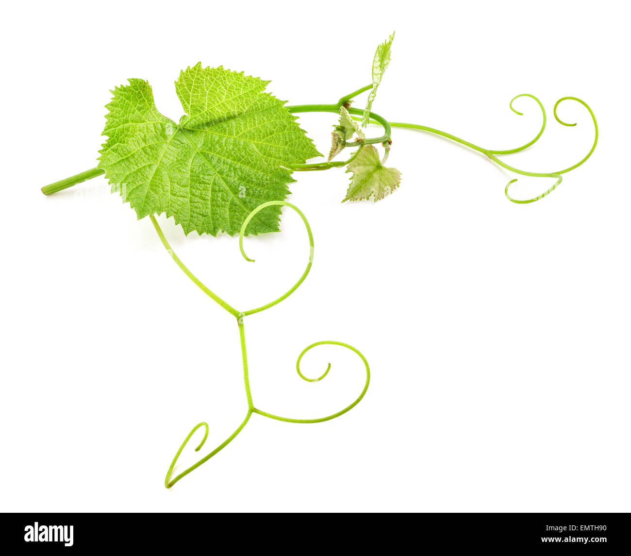 Fresh Green Grape Leaf on isolated white Background Stock Photo - Alamy