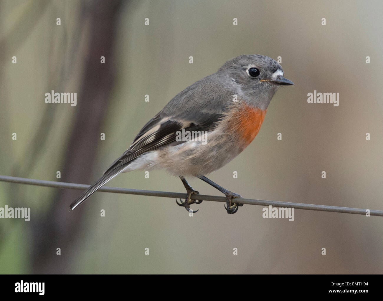 Bush flight hi-res stock photography and images - Alamy