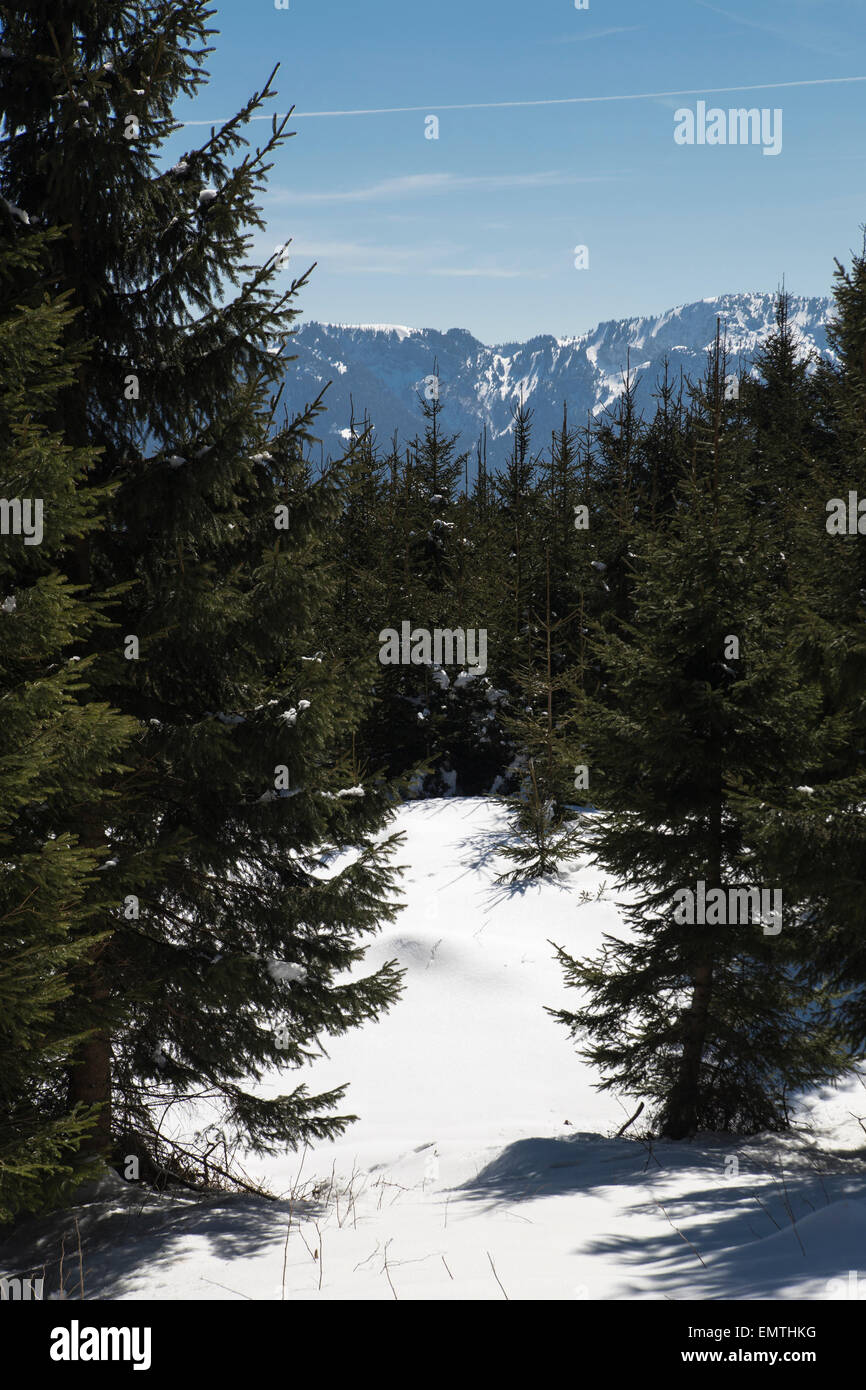 Fir tree mountain snow landscape Stock Photo