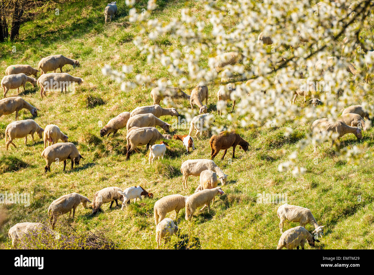 Sheep lambs, goats in the spring they graze on the hillside, juradistl lamb bavaria europe Germany natural nature healthy best m Stock Photo