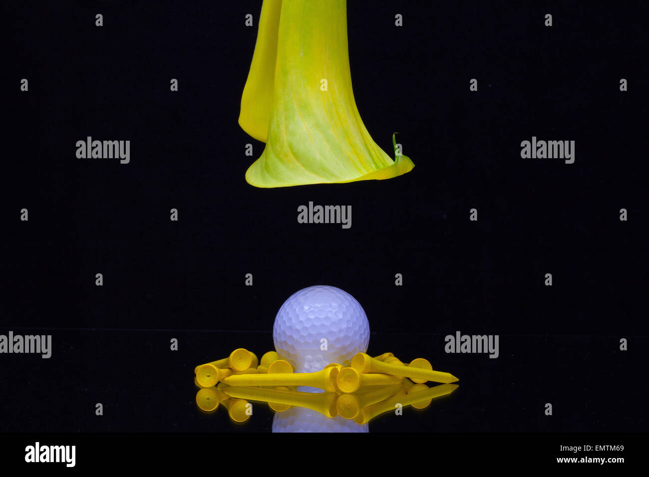 Yellow calla lily and golf ball isolated on a black  background Stock Photo