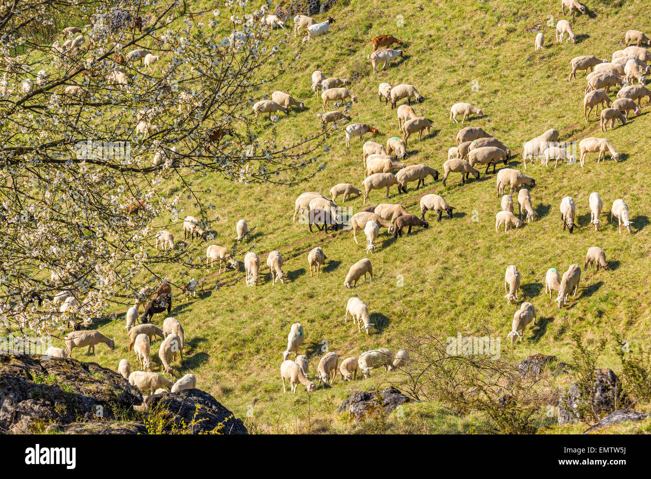 Sheep lambs, goats in the spring they graze on the hillside, juradistl lamb bavaria europe Germany natural nature healthy best m Stock Photo