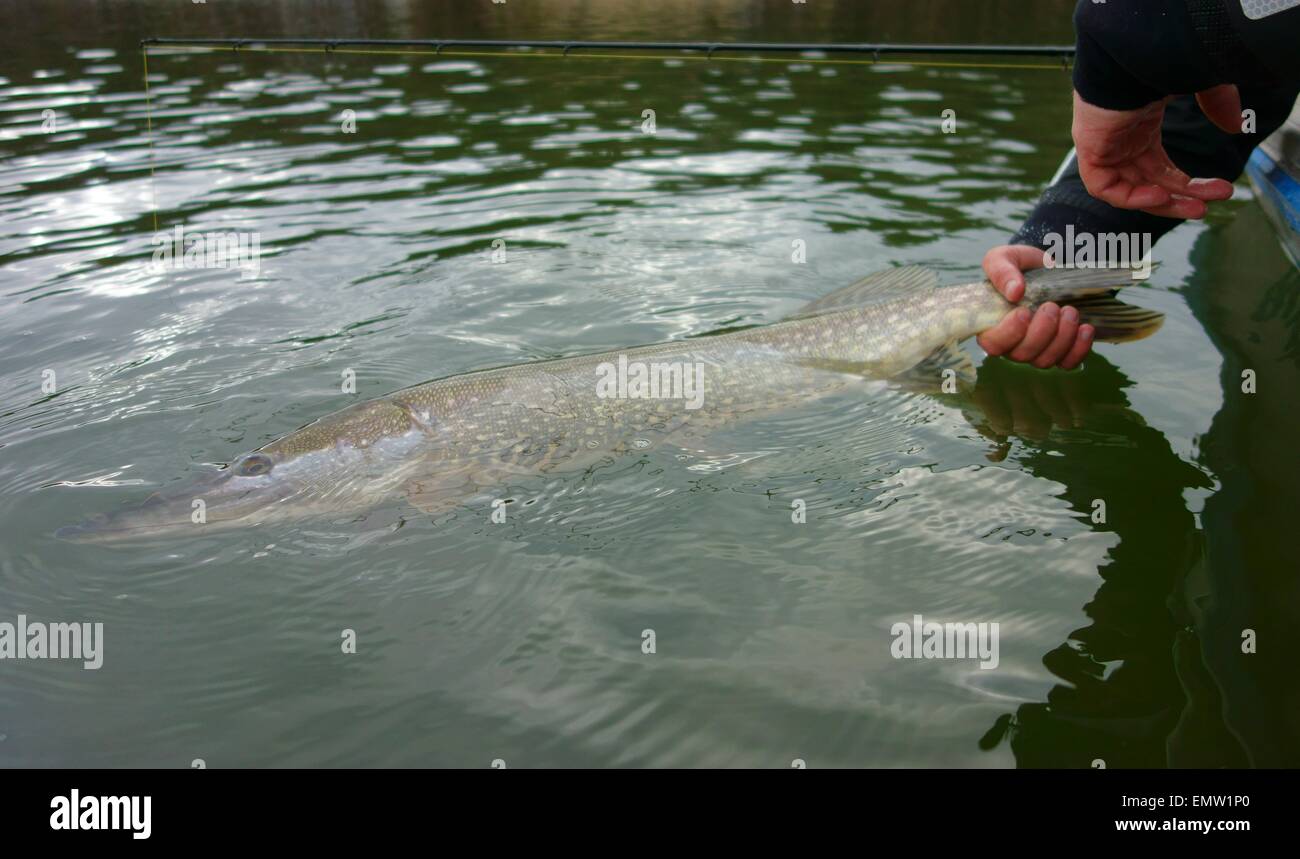 Catch and release of a large size pike back to the Baltic sea water in Finland Stock Photo
