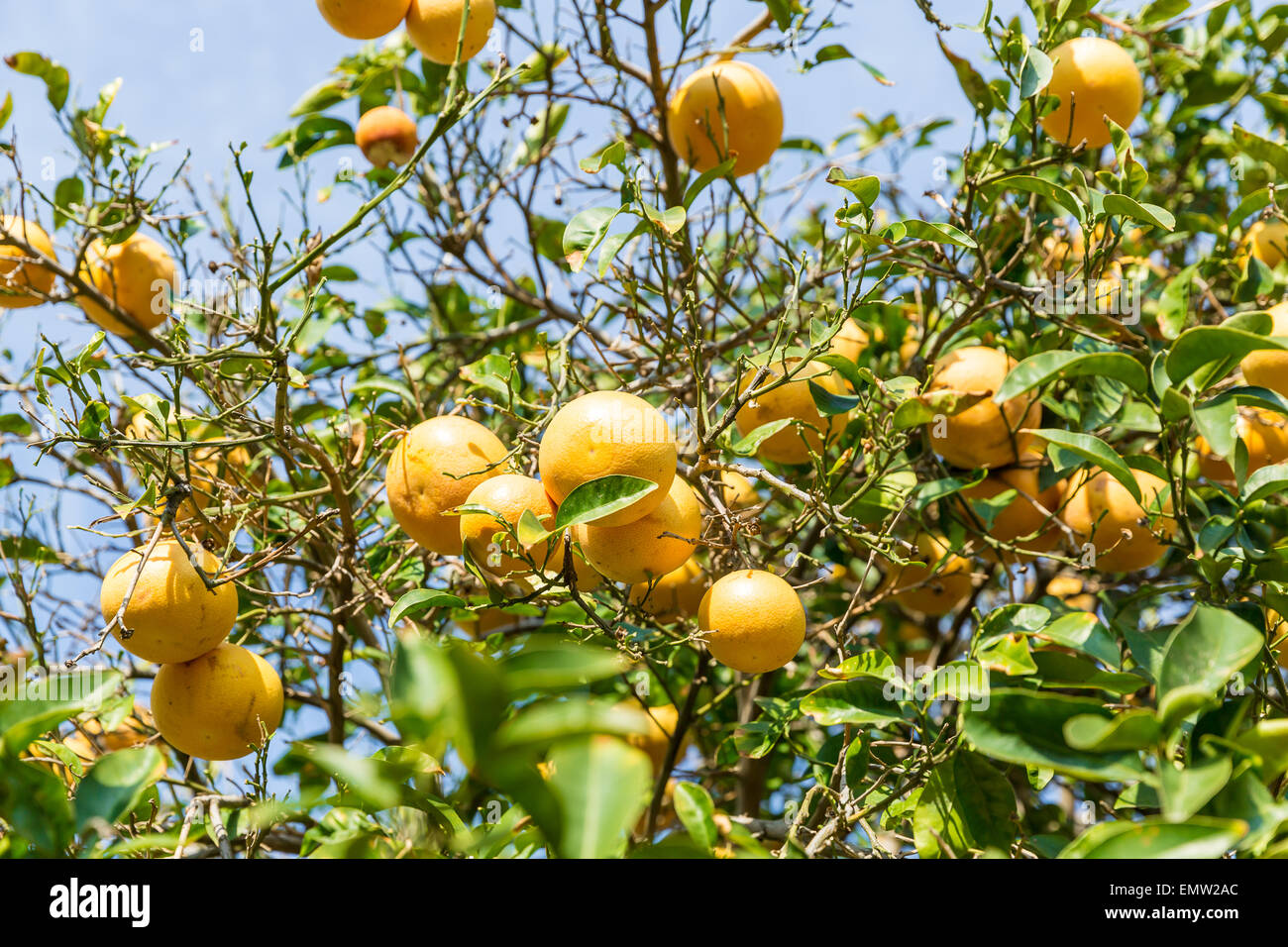 Orange Tree with the ripe oranges Stock Photo - Alamy