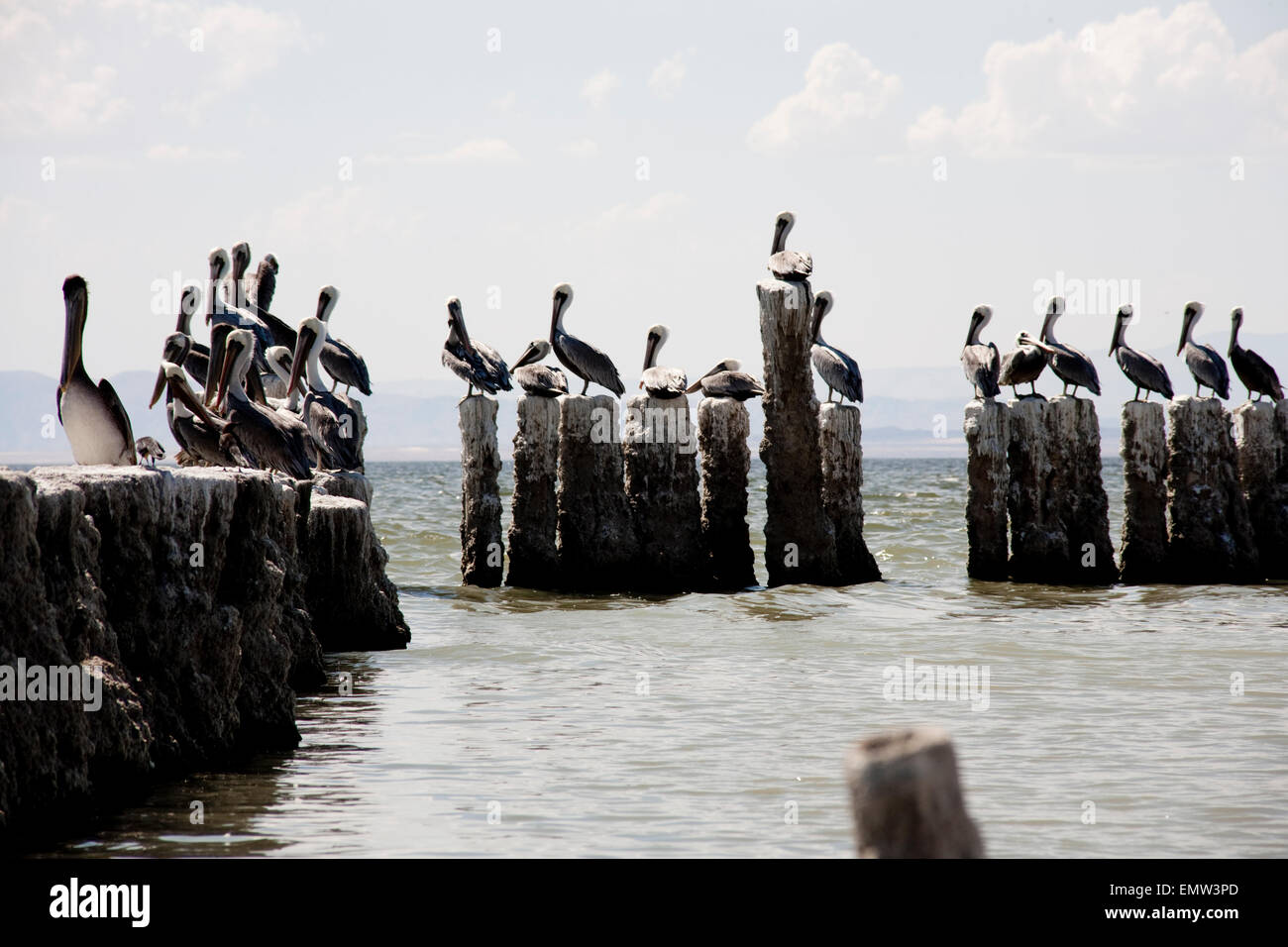 The pelican club hi-res stock photography and images - Alamy