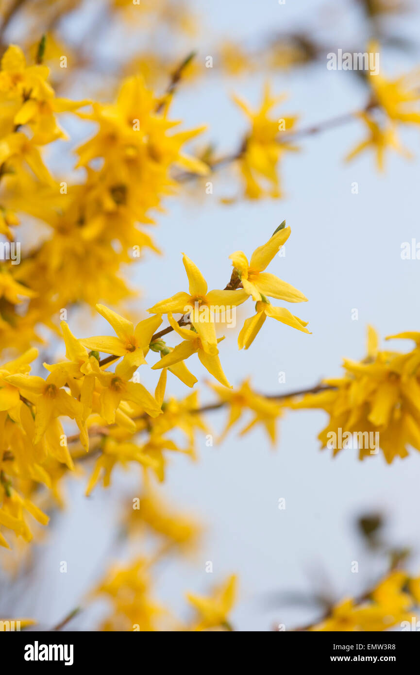 Forsythia flowering in springtime against a light blue sky Stock Photo