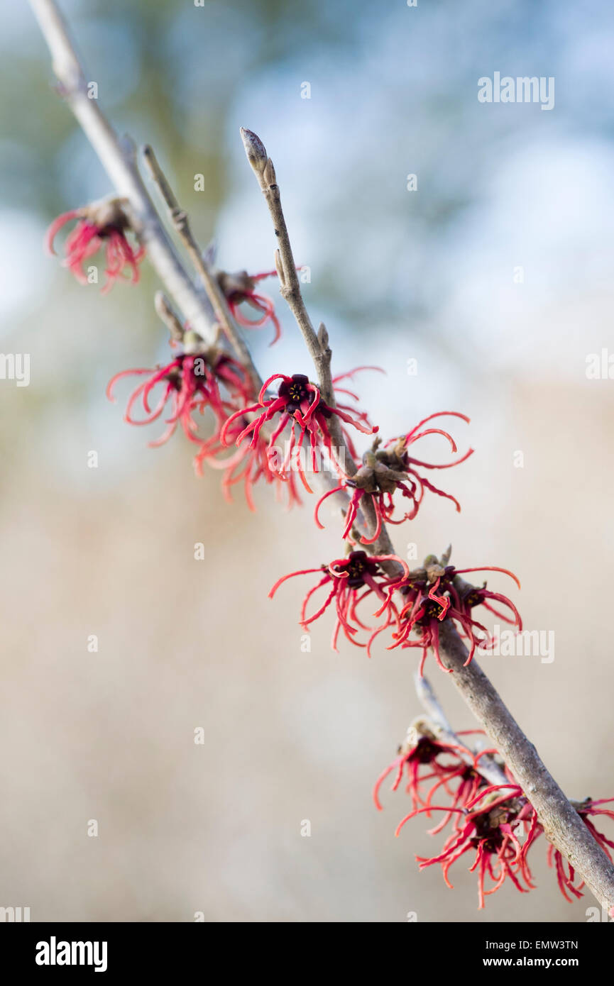 Hamamelis x intermedia rubin.  Witch hazel 'rubin' flowering in winter. UK Stock Photo