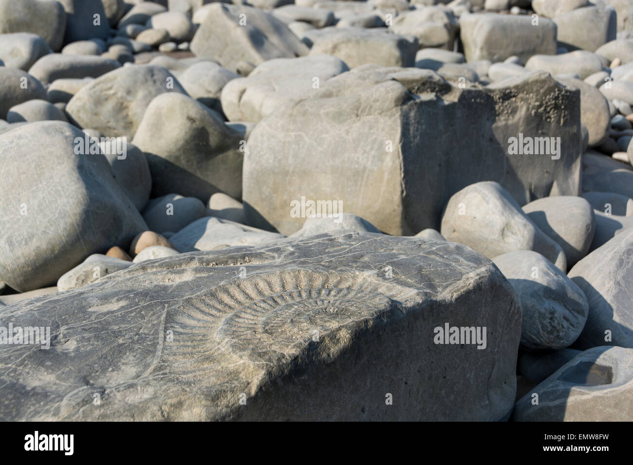 A large amonite fossil in sedimentary rocks on the beach and in the cliffs at Kilve in Somerset, England, UK Stock Photo