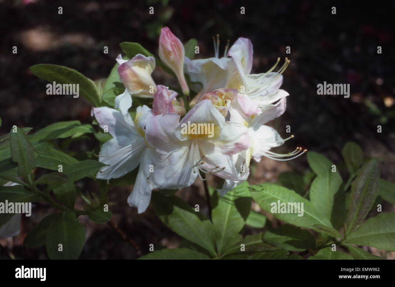 Rhododendron 'Silver Slipper' flower, UK garden Stock Photo