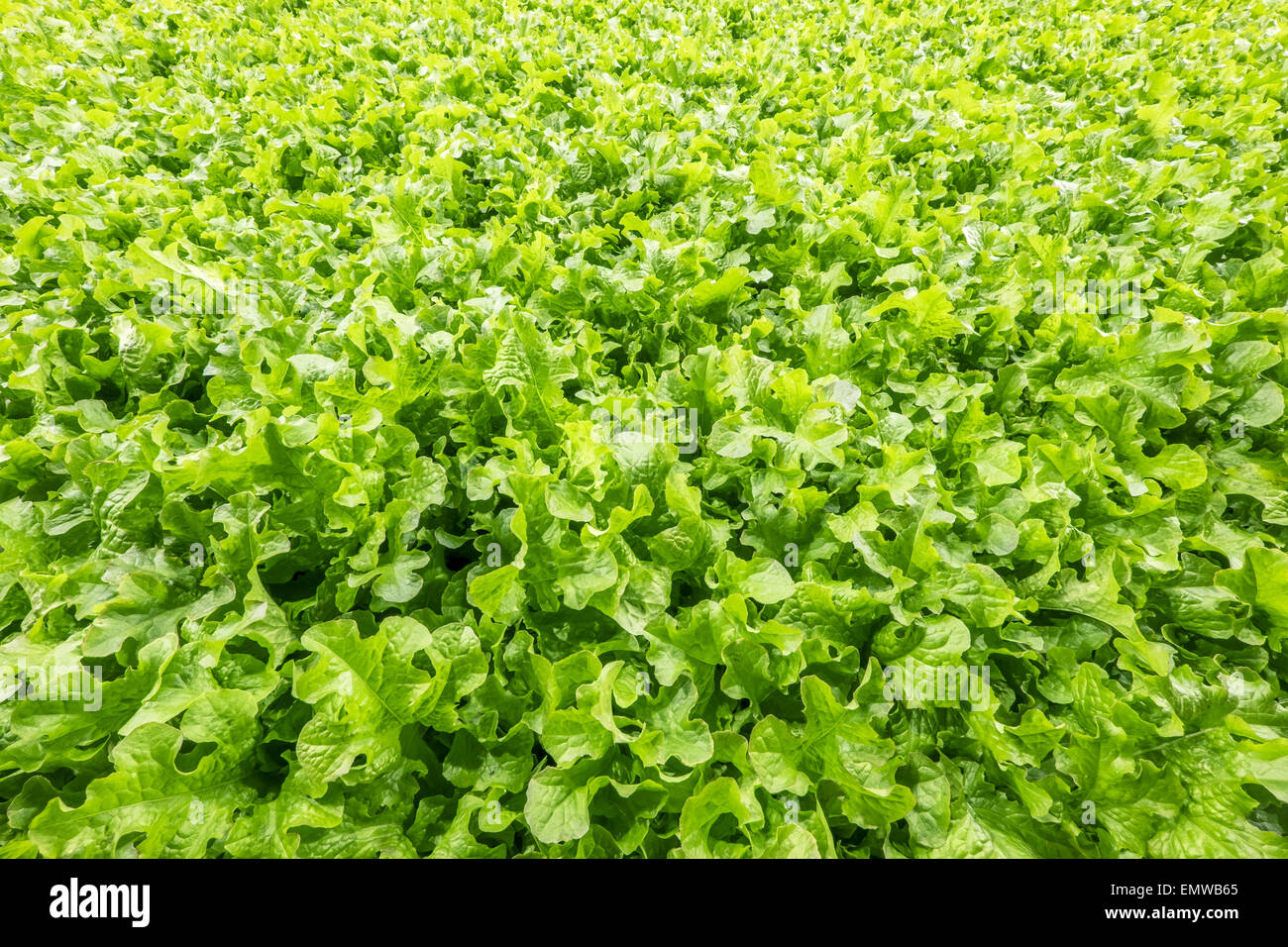 Background of freshly grown lettuce Stock Photo