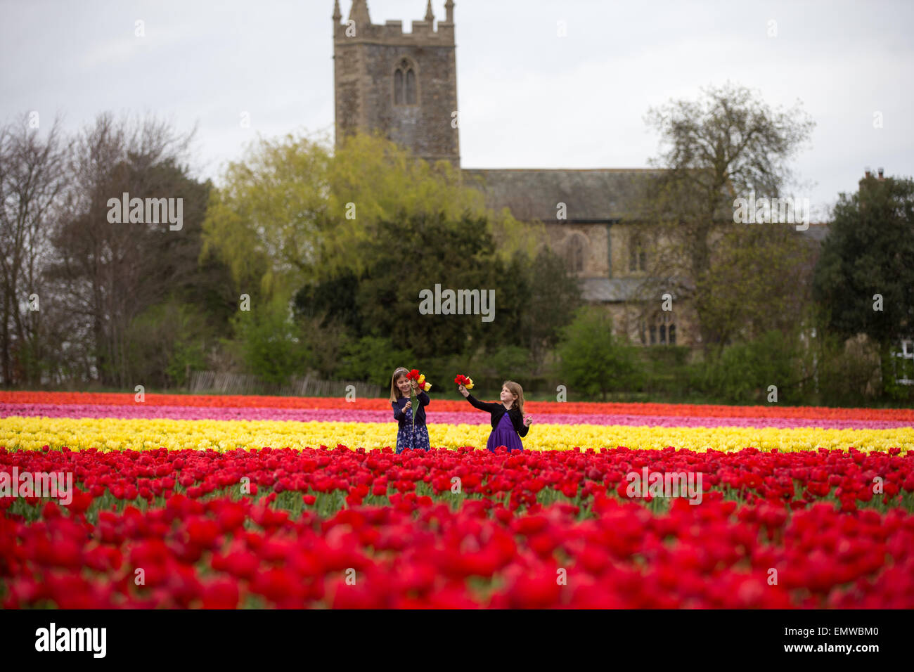 Two girls picking tulips in a field near King's Lynn,Norfolk Stock