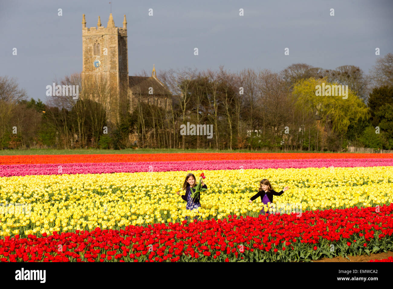 Two girls picking tulips in a field near King's Lynn,Norfolk Stock