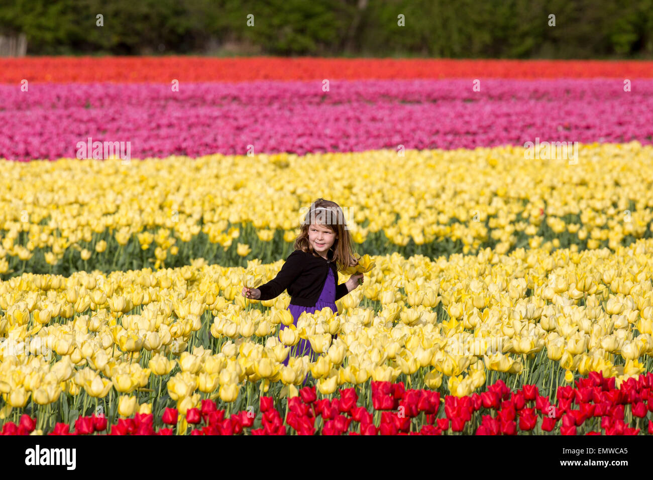 Two girls picking tulips in a field near King's Lynn,Norfolk Stock ...