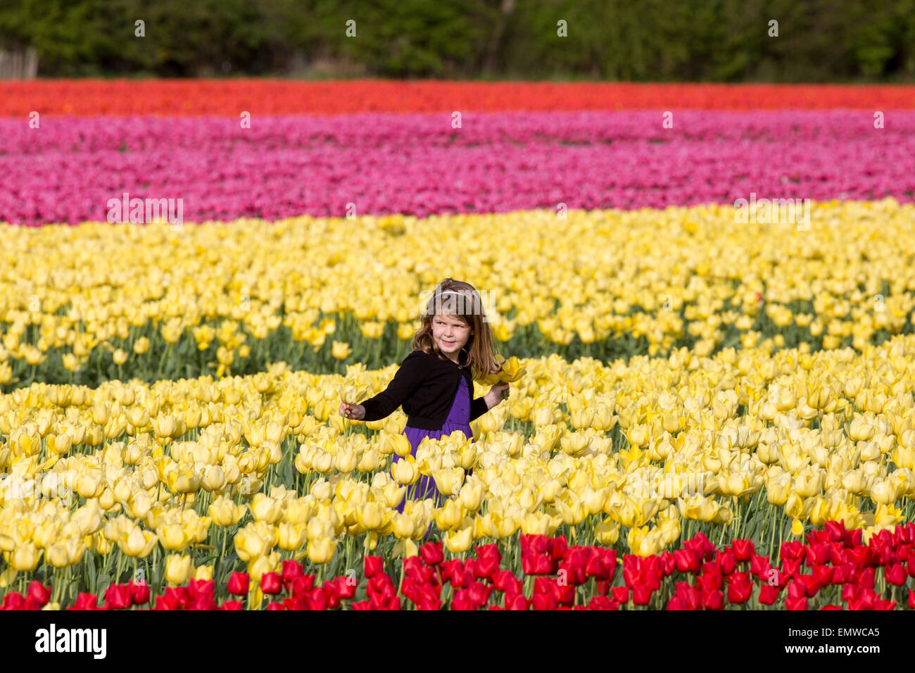 Two girls picking tulips in a field near King's Lynn,Norfolk Stock