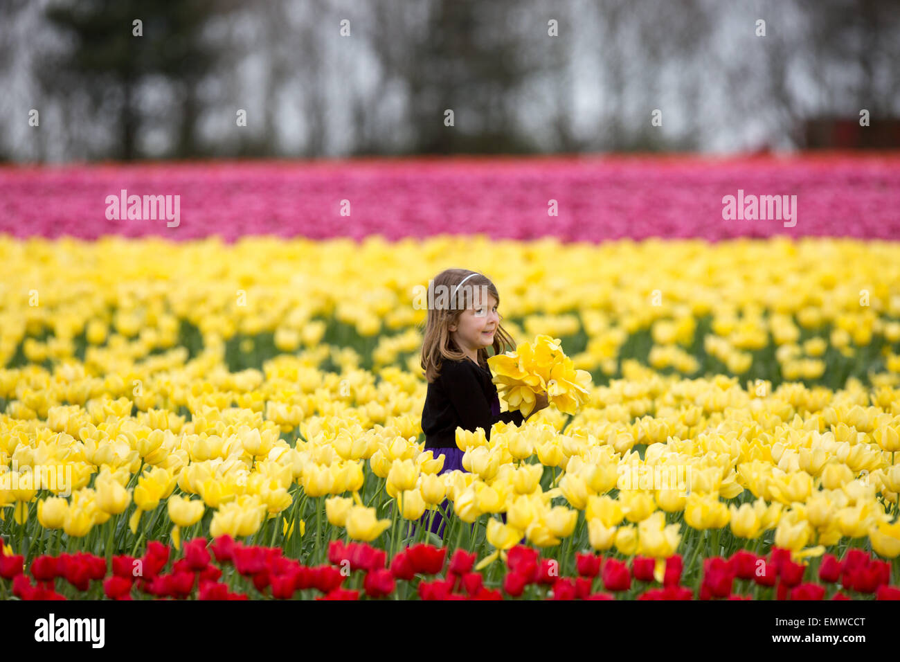 Two girls picking tulips in a field near King's Lynn,Norfolk Stock