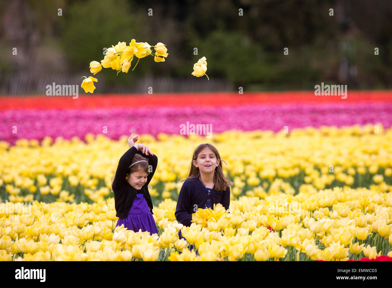 Two girls picking tulips in a field near King's Lynn,Norfolk Stock