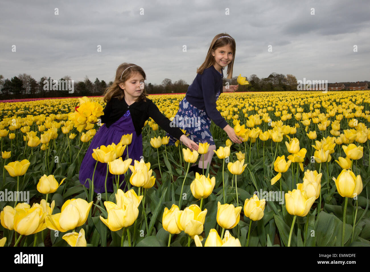 Two girls picking tulips in a field near King's Lynn,Norfolk Stock
