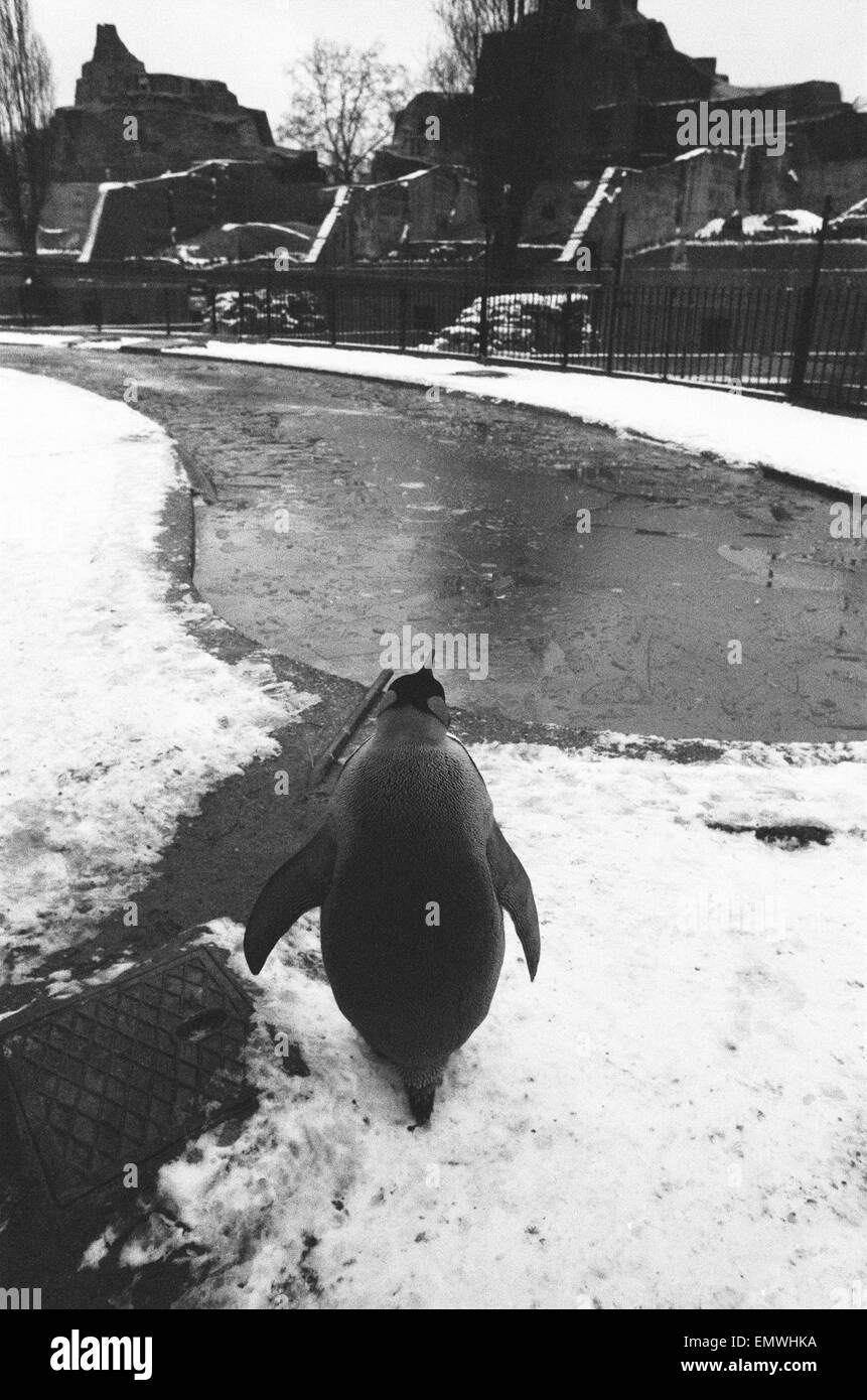 A King Pengiun looks out over a frozen pool in his enclosure at London Zoo following a fresh fall of snow. 27th December 1970 Stock Photo
