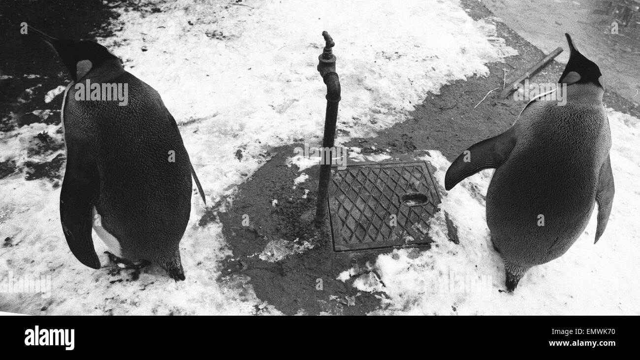 Pengiuns explore their enclosure at London Zoo following a fresh fall of snow. 27th December 1970 Stock Photo