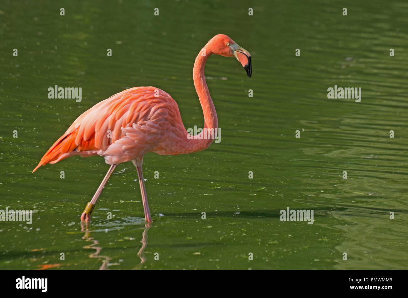 ROSY OR CARIBBEAN FLAMINGO, Phoenicopterus Ruber Ruber, Caribbean, Stock Photo