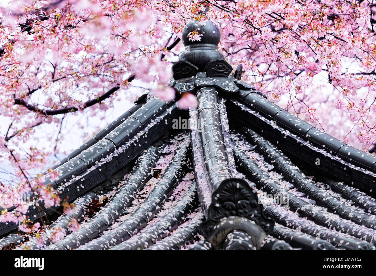 Weeping sakura infront of japanese temple at day Stock Photo