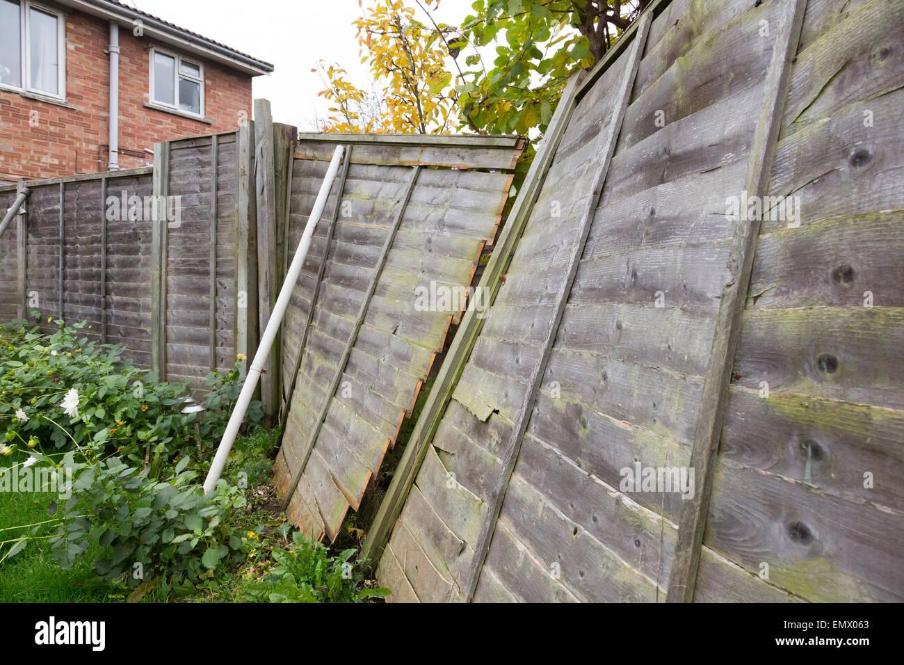 wooden panel fence blown over in a storm Stock Photo