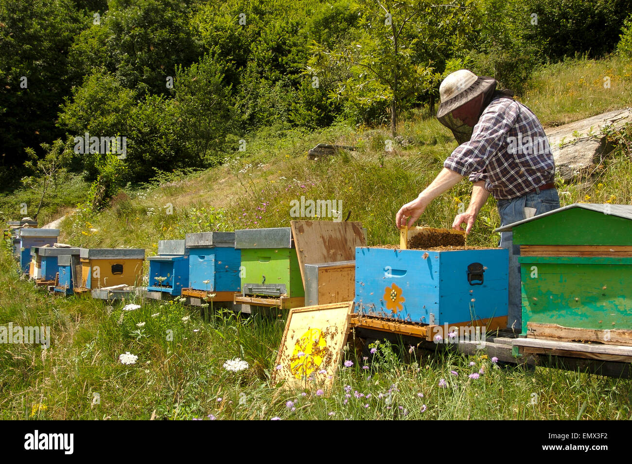 beekeper at work in Italy Stock Photo