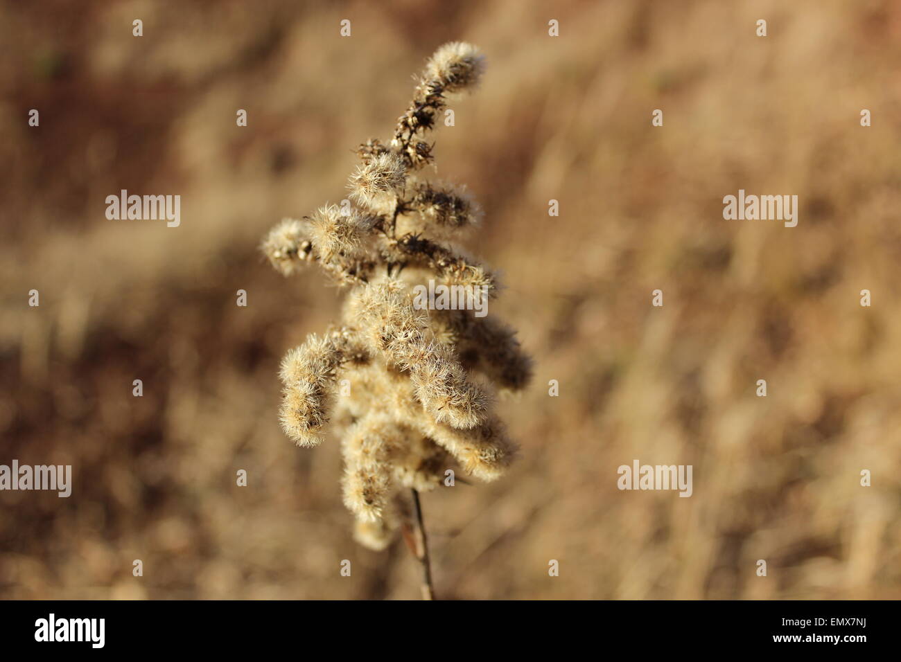 Golden rod gone with the autumn Stock Photo