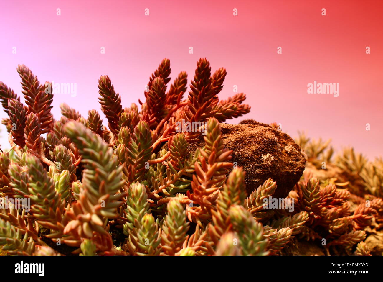 Out Of This World Stock Photo - Alamy