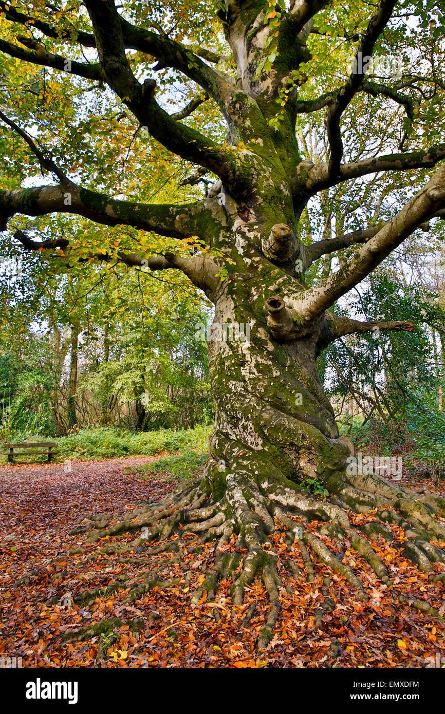 Twisted Beech Tree; Fagus sylvatica Ancient Tree; Tehidy; Cornwall; UK Stock Photo