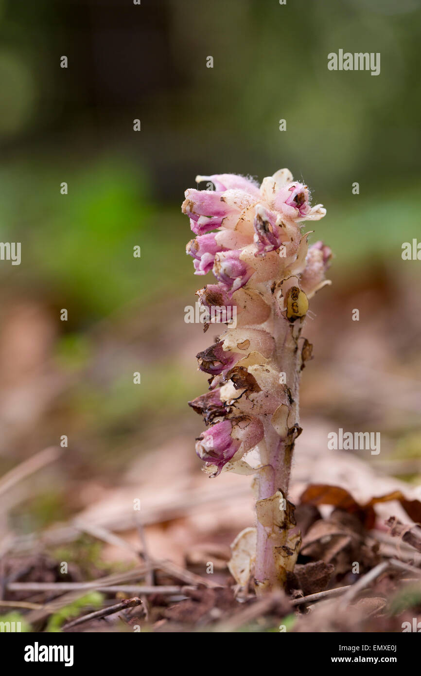 Toothwort; Lathraea squamaria Flower; Gloucestershire; UK Stock Photo